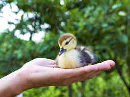 Baby duck in the palm of someones hand